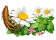 valeriana, toronjil, manzanilla dulce sueño, dormir bien, mi confidente